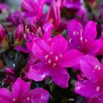 ツツジ　230409 (1 - 1)